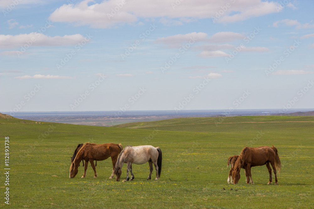 Horses in the steppes of Kazakhstan near Almaty