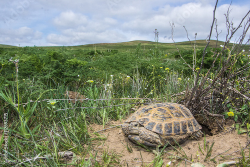wild turtle in steppe in Kazakhstan, Malaysary