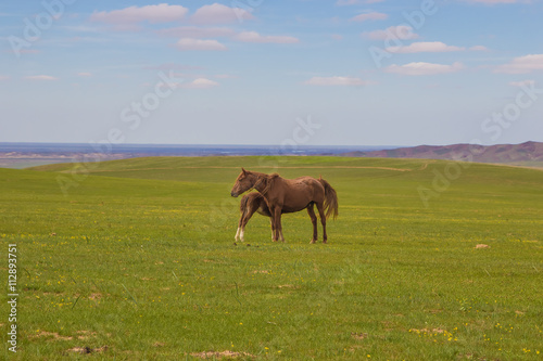 Horse with a foal in the steppes of Kazakhstan near Almaty © allenkayaa