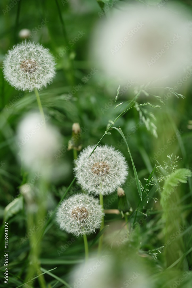 Obraz premium Одуванчик