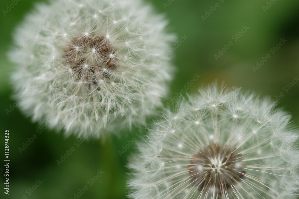 Fototapeta premium Одуванчик
