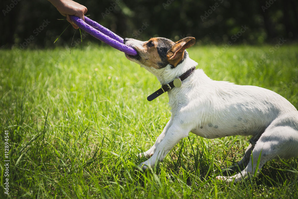 man playing with small dog breeds Jack Russell Terrier in a bright ring on the grass on a summer day