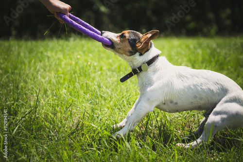 Fototapeta Naklejka Na Ścianę i Meble -  man playing with small dog breeds Jack Russell Terrier in a bright ring on the grass on a summer day