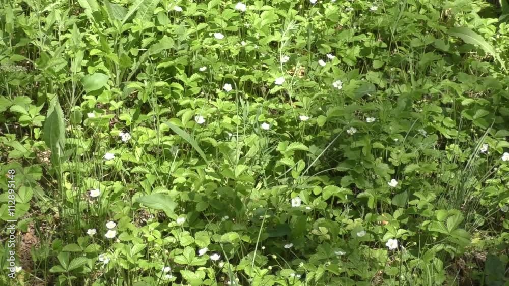 White flower Fragaria vesca in summer forest White flower Fragaria vesca in summer forest