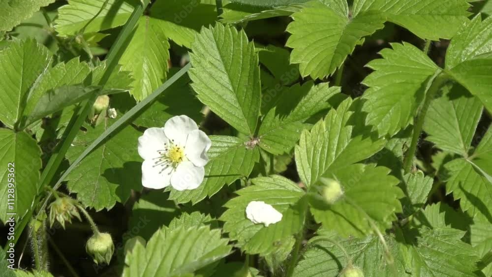 White flower Fragaria vesca in summer forest White flower Fragaria vesca in summer forest