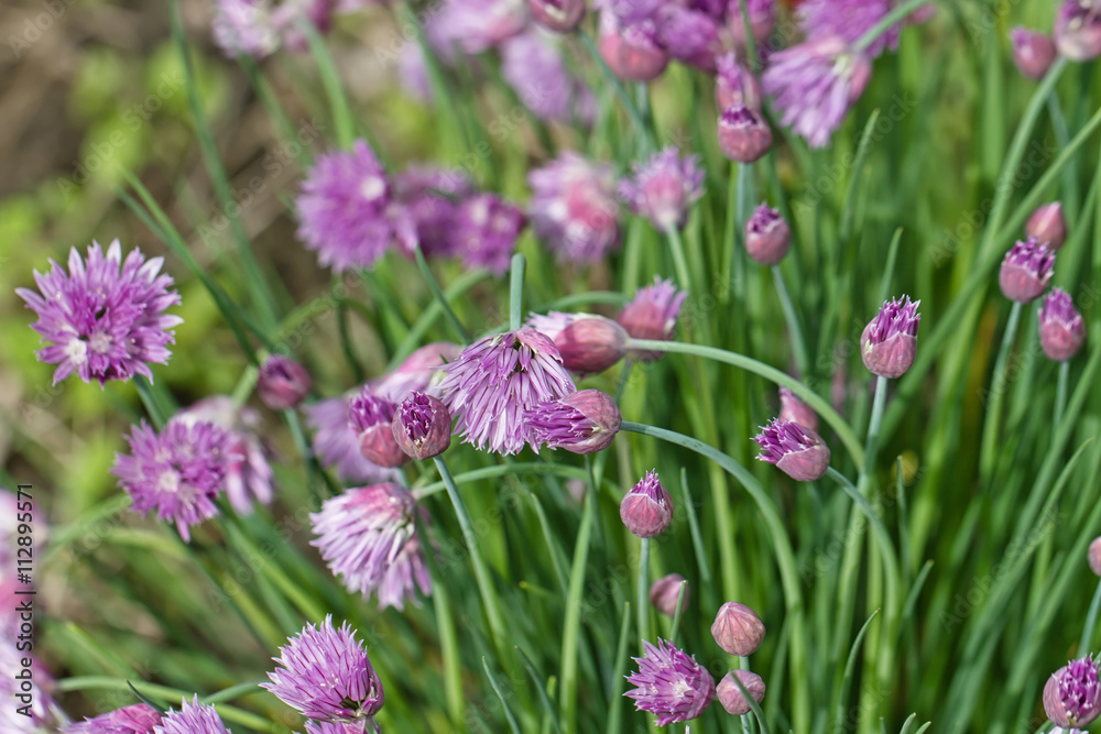 Fototapeta premium Flowering perennial plants of the Siberian onion