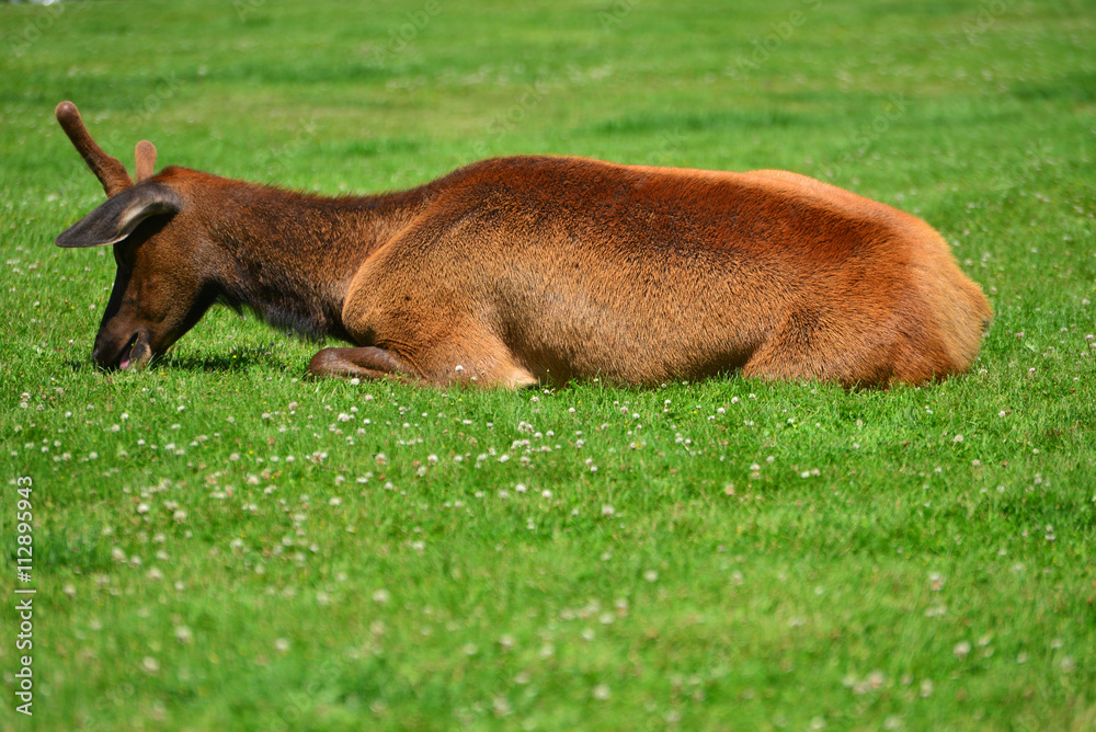 Fototapeta premium An elk lying in the green grass
