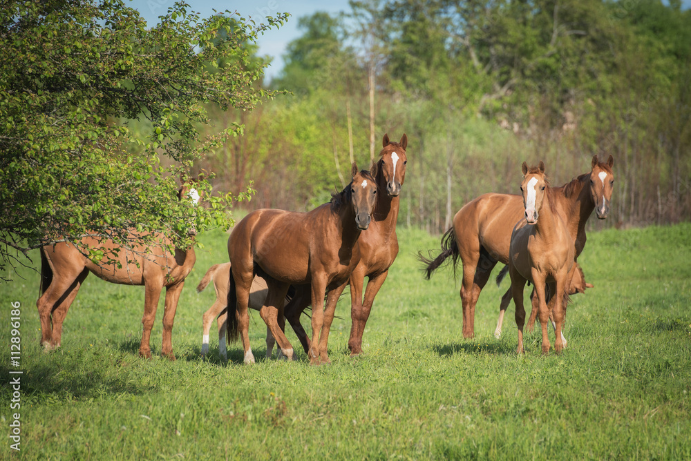 Fototapeta premium Herd of don breed horses on the pasture in summer