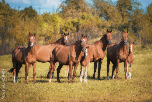 Herd of don breed horses with foals on the pasture in autumn