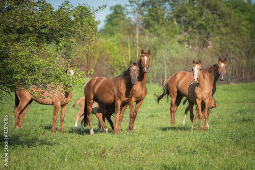 Herd of don breed horses on the pasture in summer