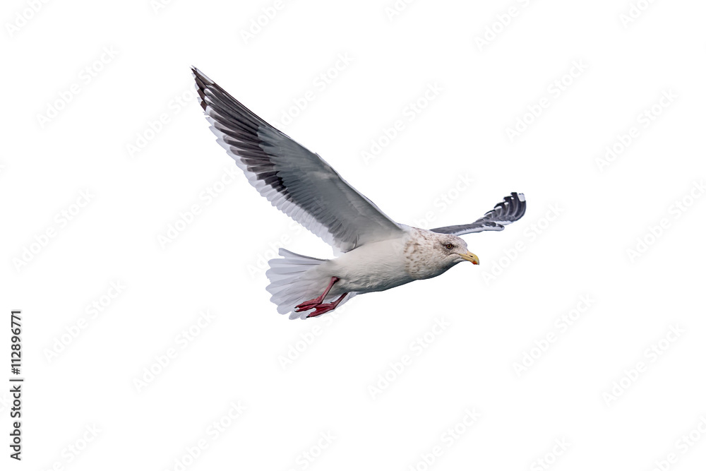 Obraz premium isolated flying common seagull on white background. Seagull, Sea