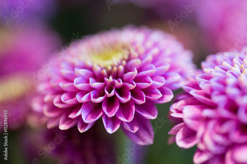 Fényképezés close up of beautiful pink chrysanthemum flowers