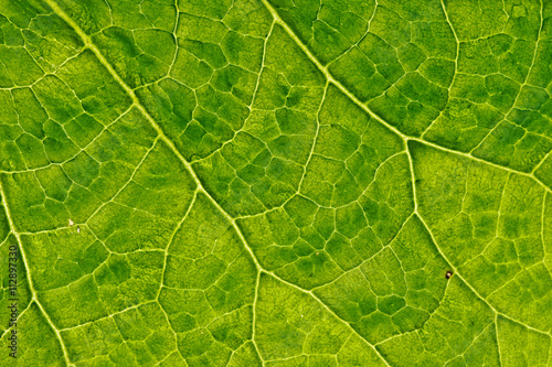 closeup plant texture background