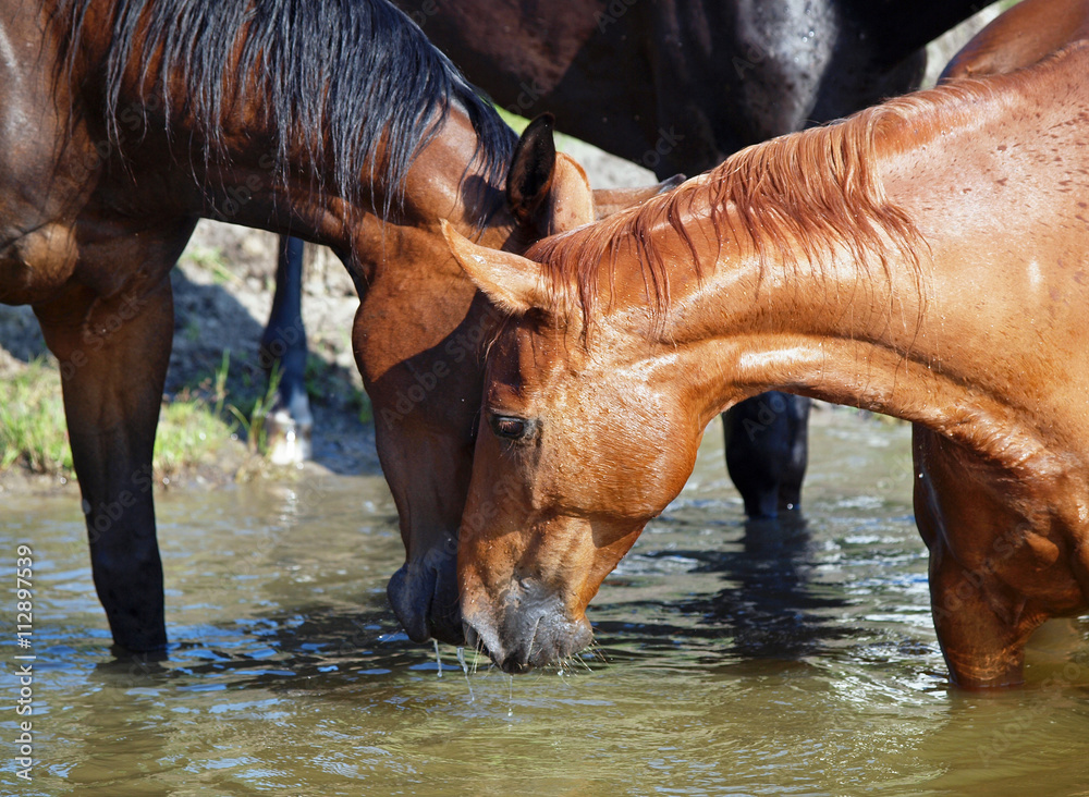 Herd of horses drink water in a lake  - obrazy, fototapety, plakaty 