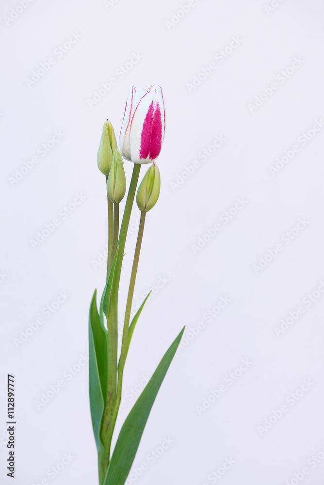Tulpe pink-weiß - obrazy, fototapety, plakaty 