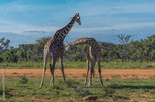 Giraffe teaching her offspring to fight in the Welgevonden Game Reserve in South Africa