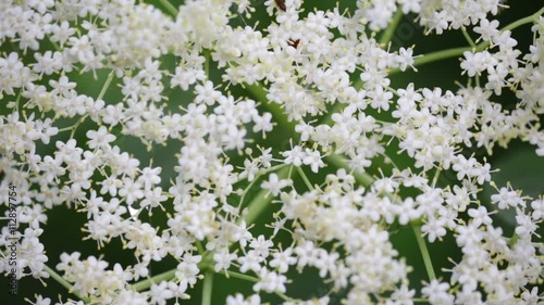  garden of italy white little flower    move by the wind in wild. photo