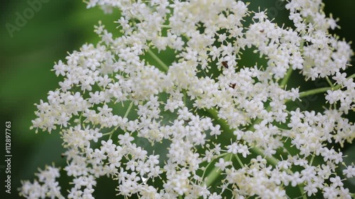  garden of italy white little flower    move by the wind in wild. photo