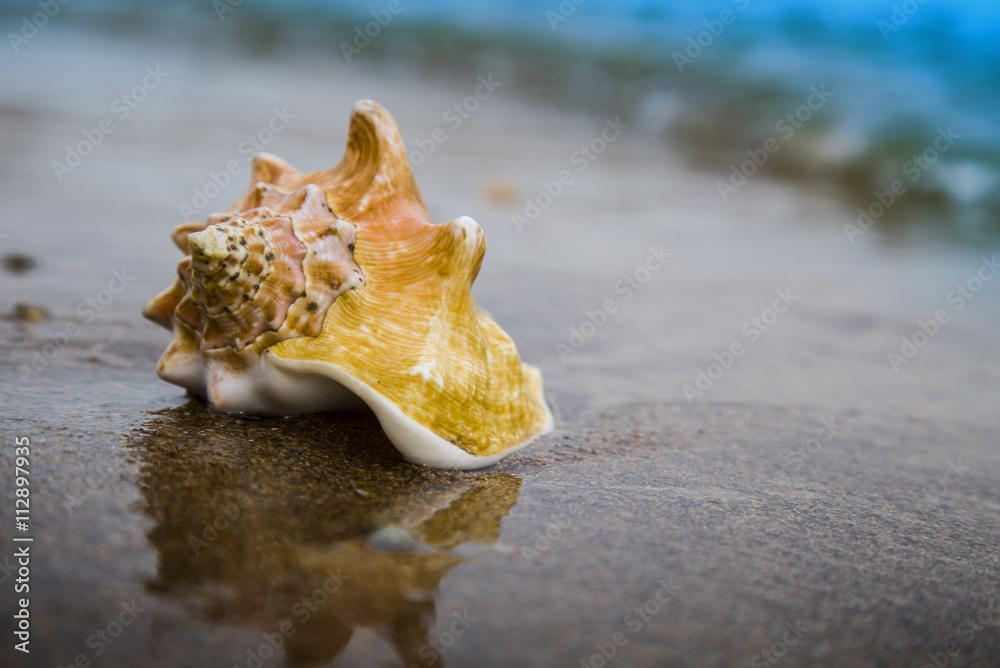 Big seashell on sand of the beach in sunlight, background, close up Big seashell on sand of the beach in sunlight, background, close up