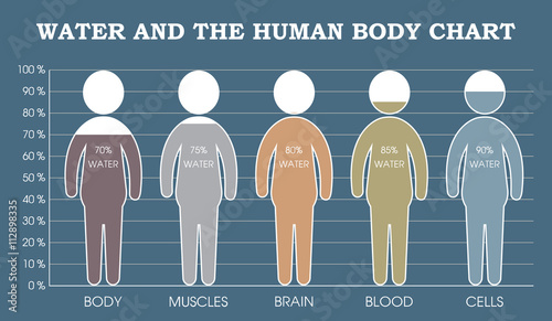 Water and the human body chart infographic