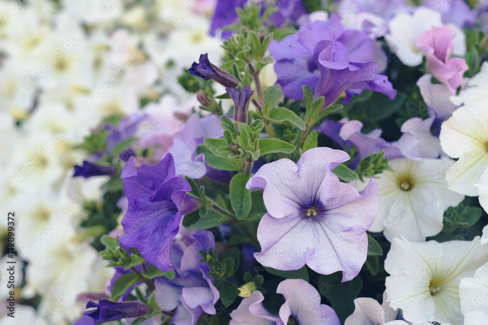 Blooming petunia flowers closeup Blooming petunia flowers closeup