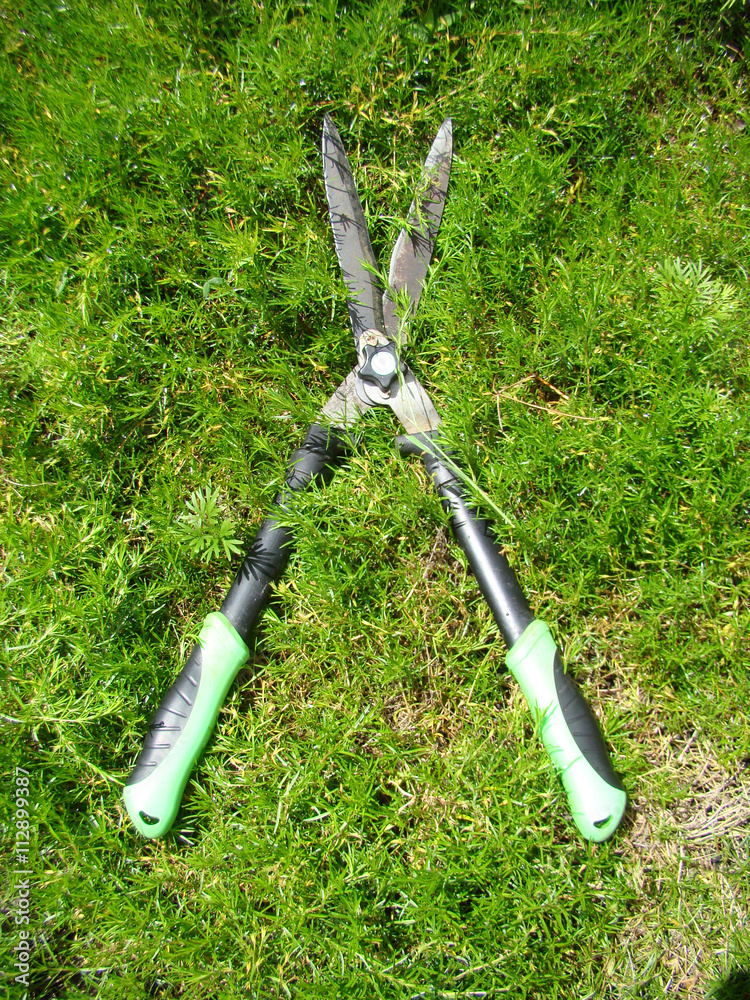 Obraz premium shears for shrubs