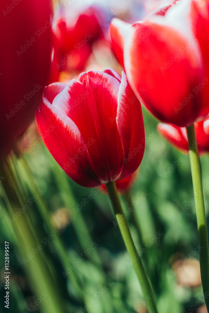 Red tulips with beautiful bouquet background. Red tulips with beautiful bouquet background.
