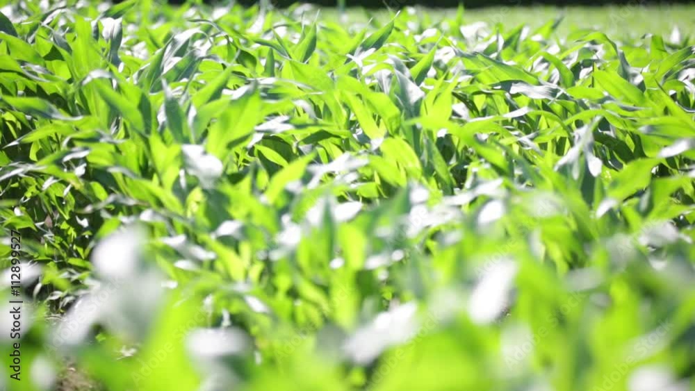 blur in italy abstract background of cereal plant move by the wind . blur in italy abstract background of cereal plant move by the wind .