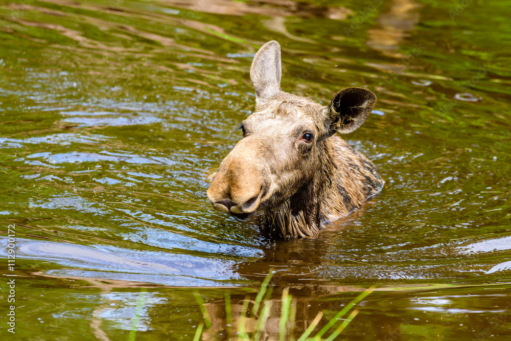 Moose (Alces alces). Close up portrait of a cow in the water. Some grass visible in the foreground. Moose (Alces alces). Close up portrait of a cow in the water. Some grass visible in the foreground.