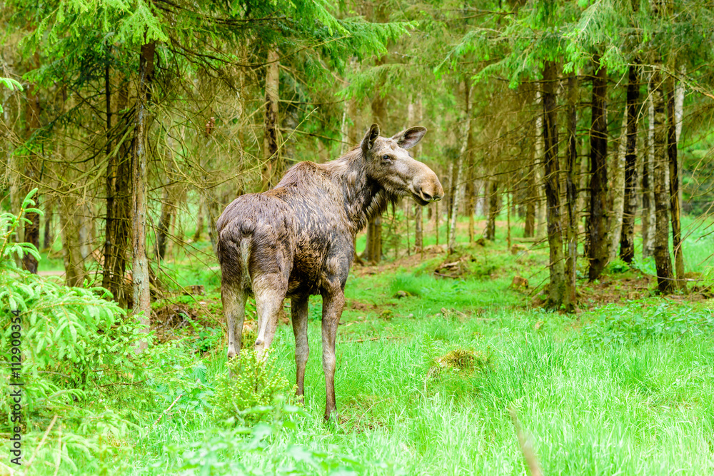 Moose (Alces alces). Adult cow standing in the spruce forest, ears forwards listening for something. Moose (Alces alces). Adult cow standing in the spruce forest, ears forwards listening for something.