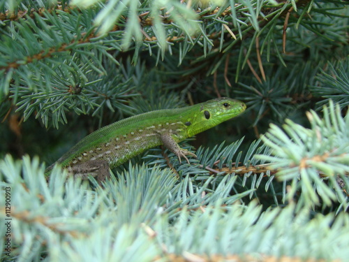 lizard green adult