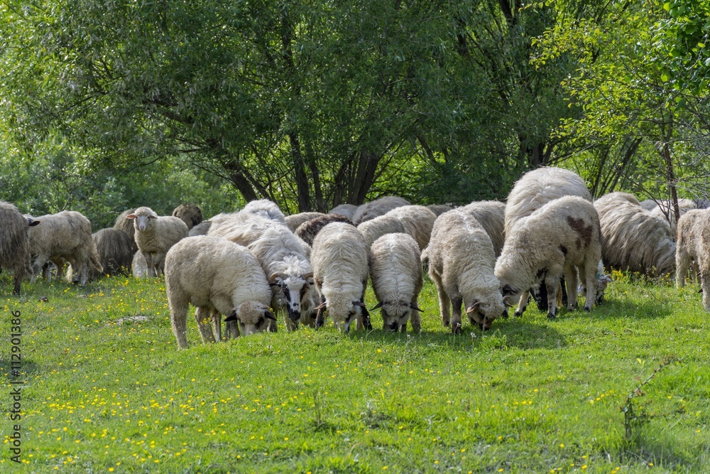 Group of sheep grazing on the pasture near forest Group of sheep grazing on the pasture near forest