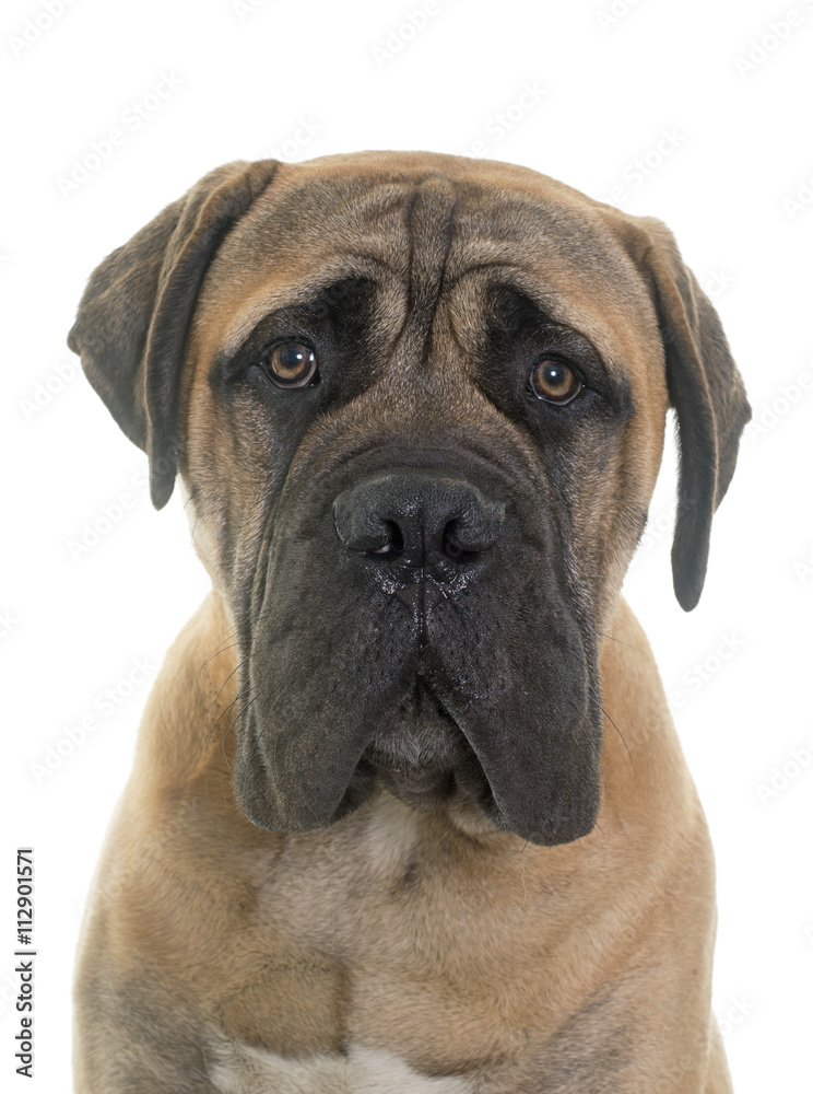 young bull mastiff in studio