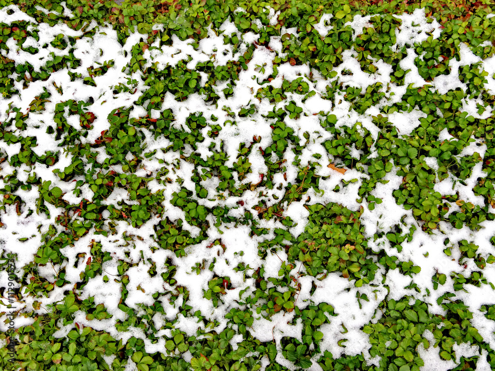 the green bushs with snow