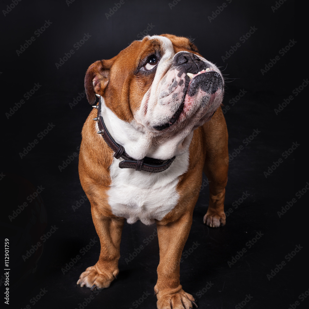 Portrait of a large and beautiful English Bulldog breed dog looking straight forward into the camera