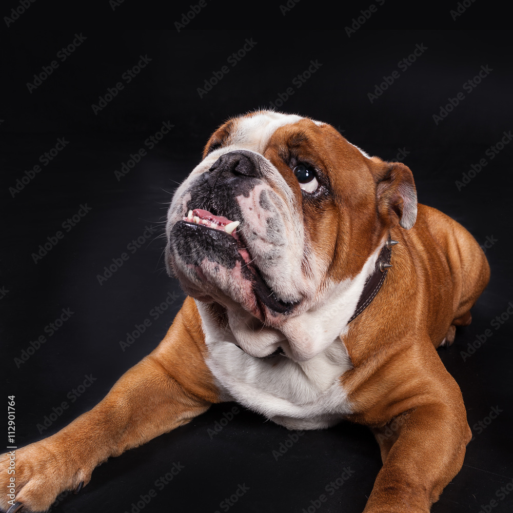 Portrait of a large and beautiful English Bulldog breed dog looking straight forward into the camera