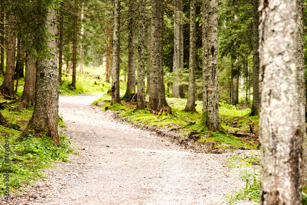 Fototapeta premium Forest
