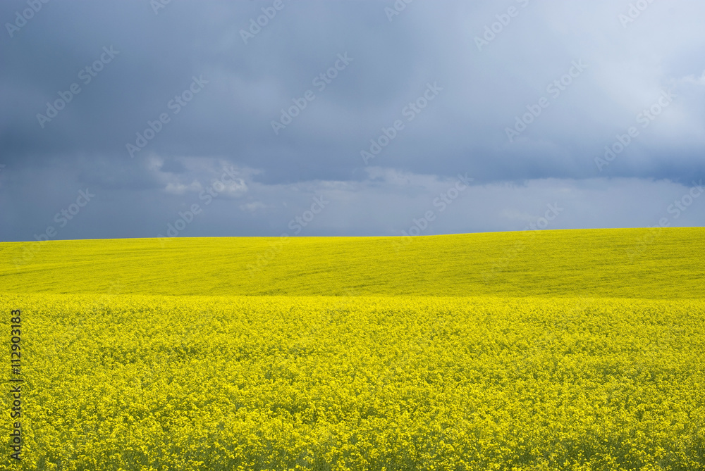 Bright yellow field of rapeseed in Ukraine Bright yellow field of rapeseed in Ukraine