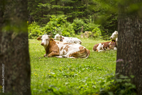 Cows in the Alps, Austria