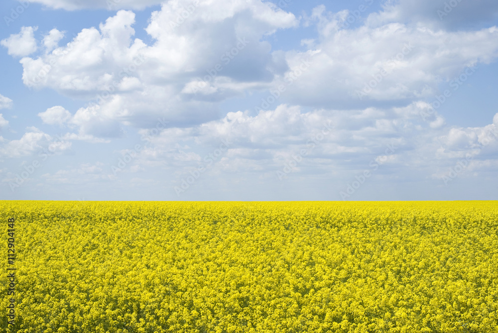 Obraz premium Bright yellow field of rapeseed in Ukraine