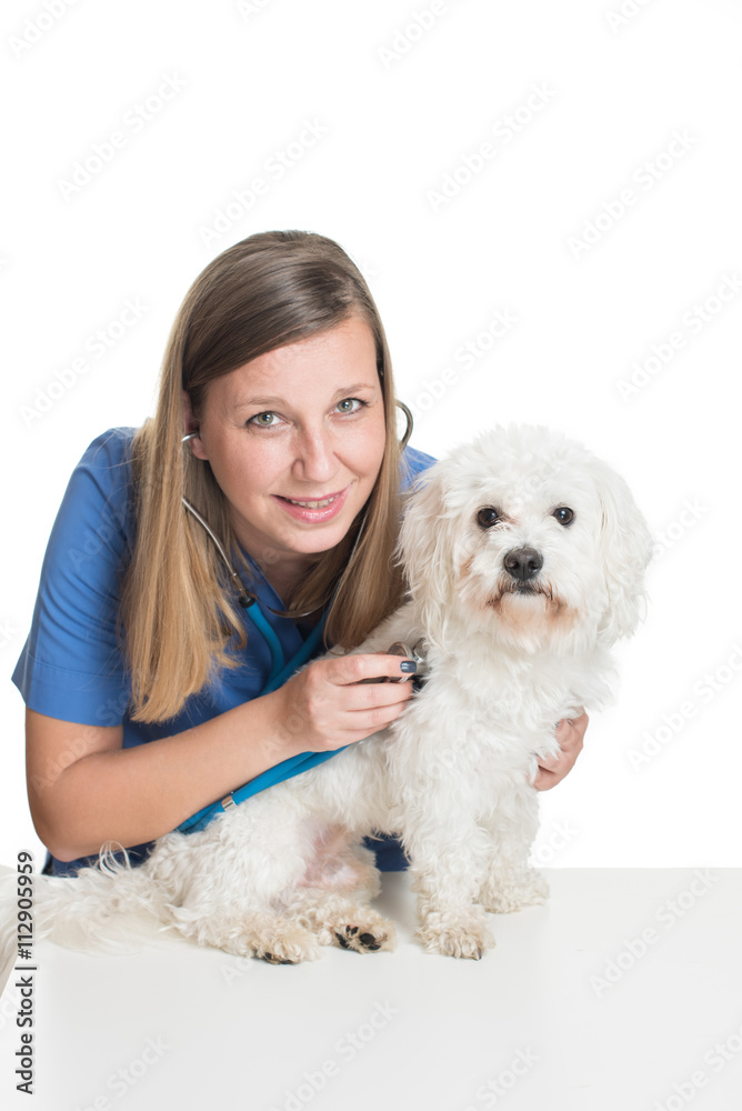 Young female veterinarian examining pet dog Young female veterinarian examining pet dog