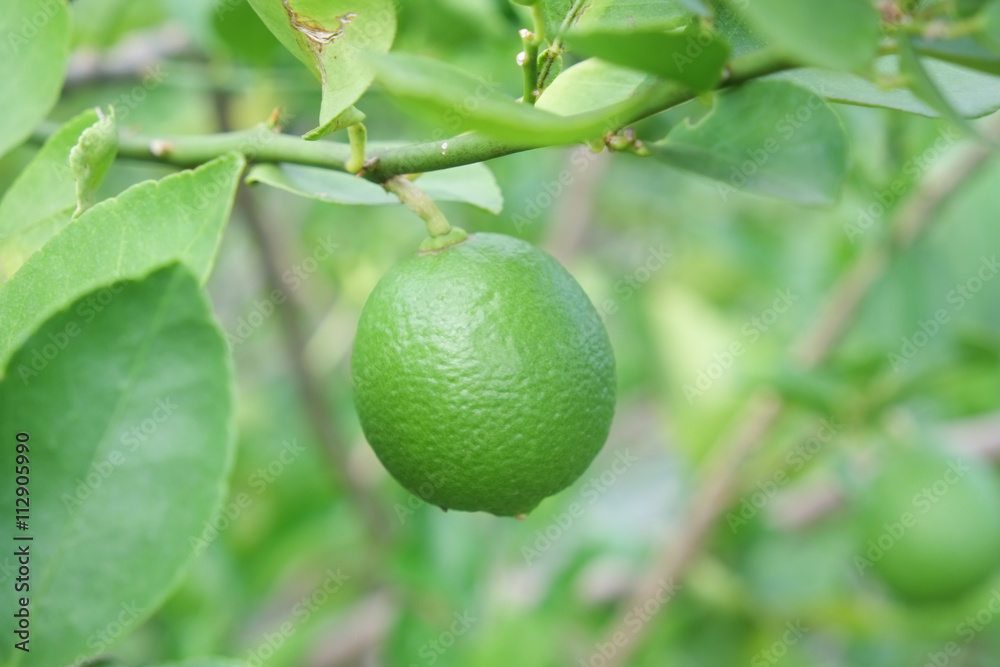 Lime fruit, Lime green tree hanging from the branches of it Lime fruit, Lime green tree hanging from the branches of it