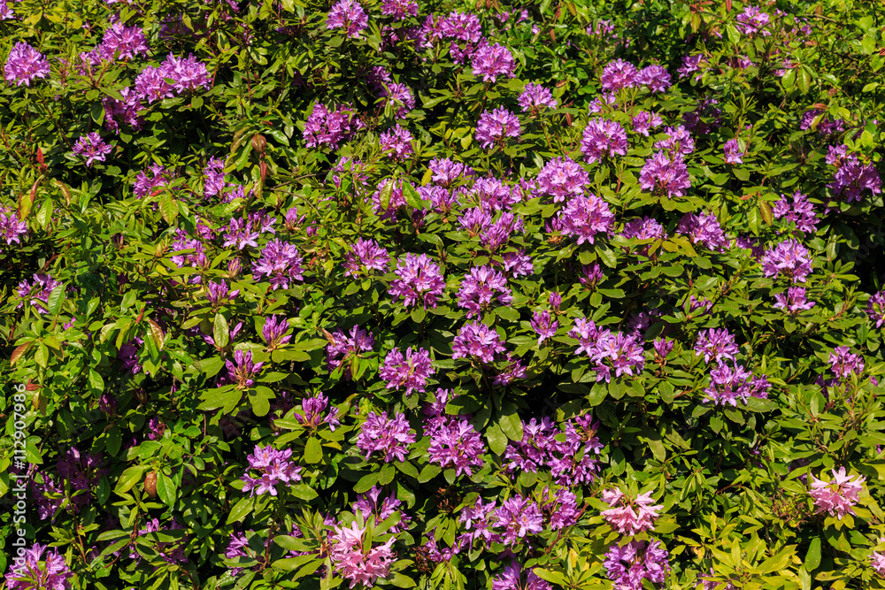 Purple Rhododendron flowers in bloom in an English formal garden Purple Rhododendron flowers in bloom in an English formal garden
