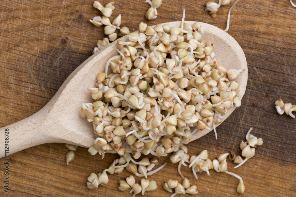 sprouts of buckwheat groats on spoon sprouts of buckwheat groats on spoon