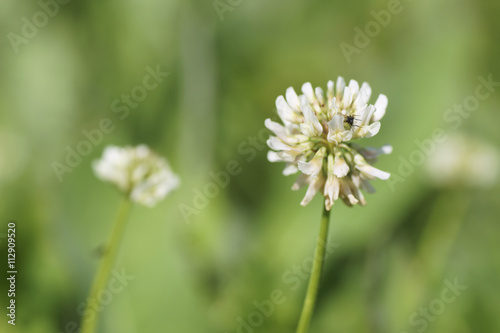 Flower white clover.