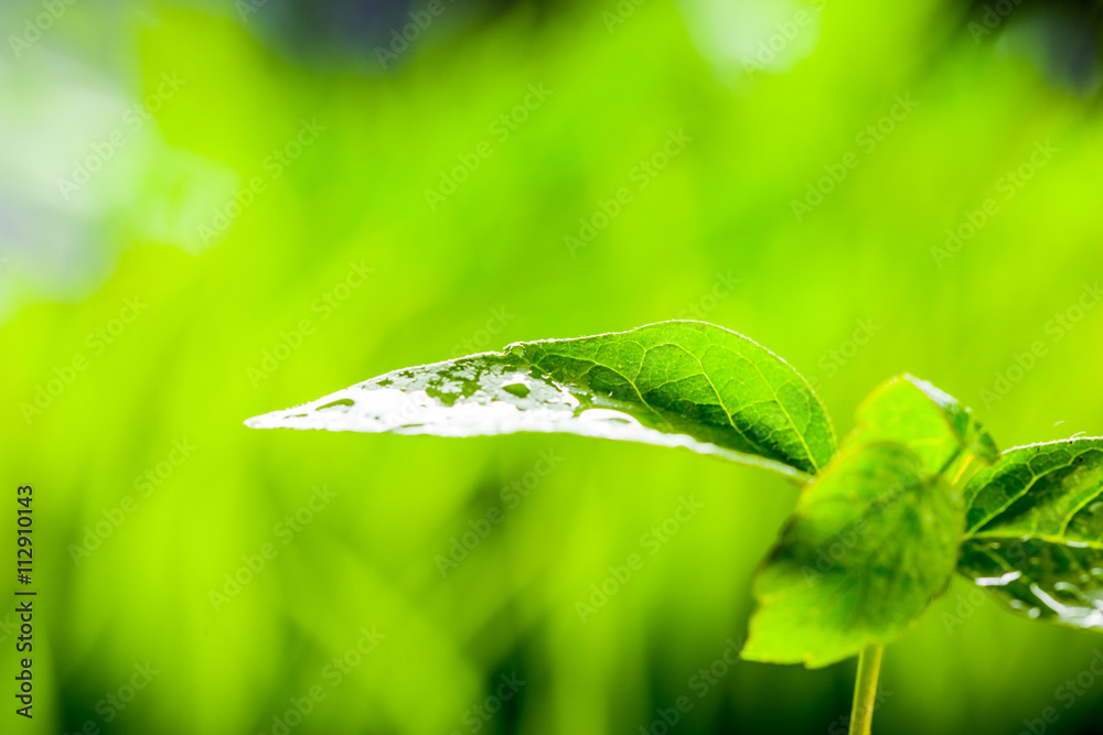 New life. Young sprout in springtime,Closeup. New life. Young sprout in springtime,Closeup.