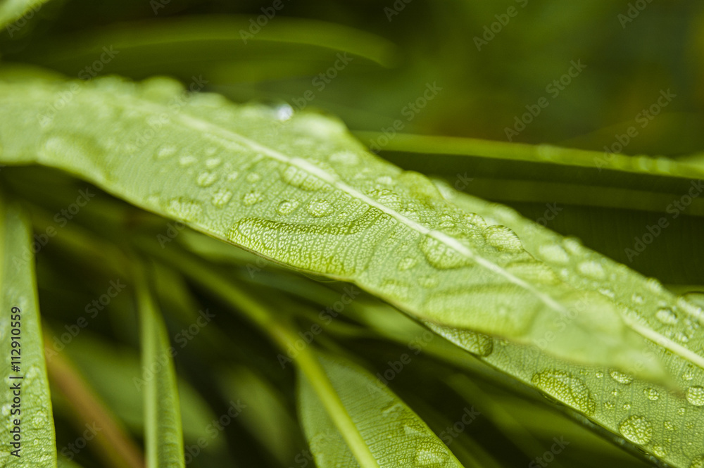 Macro Texture of green leaf Macro Texture of green leaf