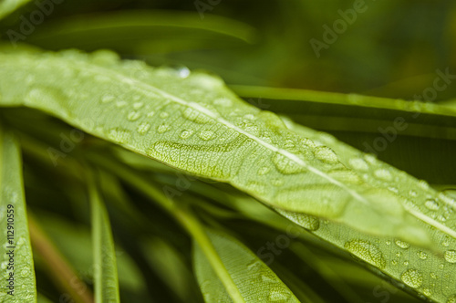 Macro Texture of green leaf