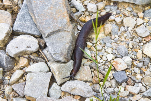 A big snail slowly creeps on the stones