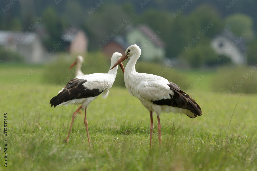 Fototapeta premium stork